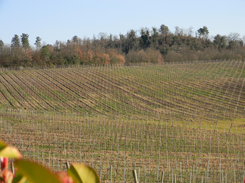 Agriturismo Podere La Selva Serre Di Rapolano Exterior foto