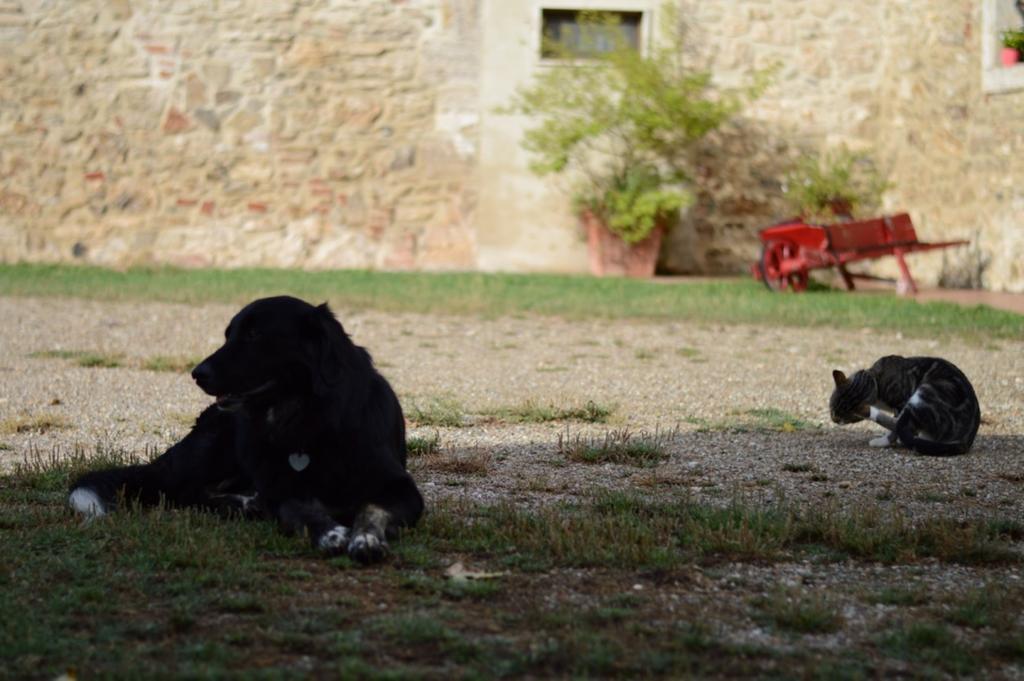 Agriturismo Podere La Selva Serre Di Rapolano Exterior foto